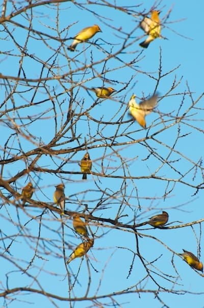 Flock resting on tree against blue sky