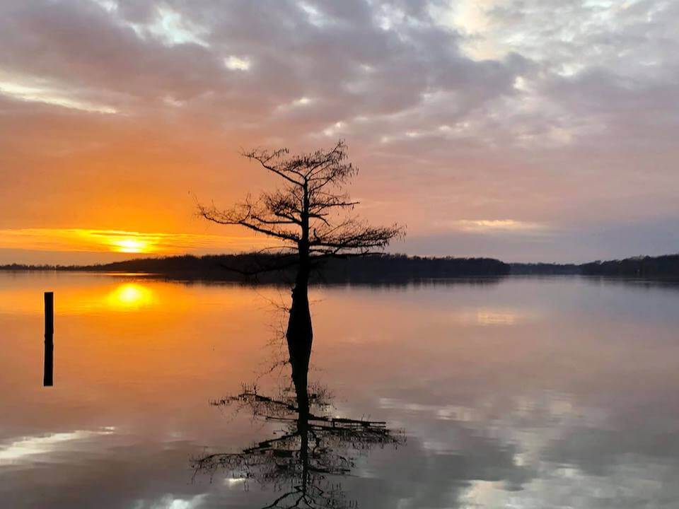Serene evening sky with tree silhouette