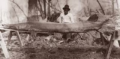 ALLIGATOR GAR MOON LAKE