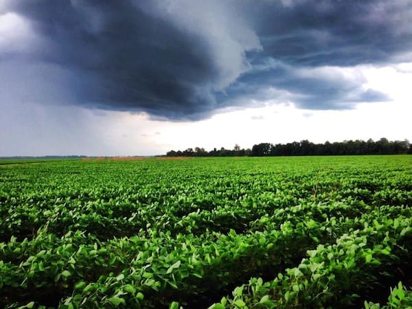 Approaching storm above lush green field