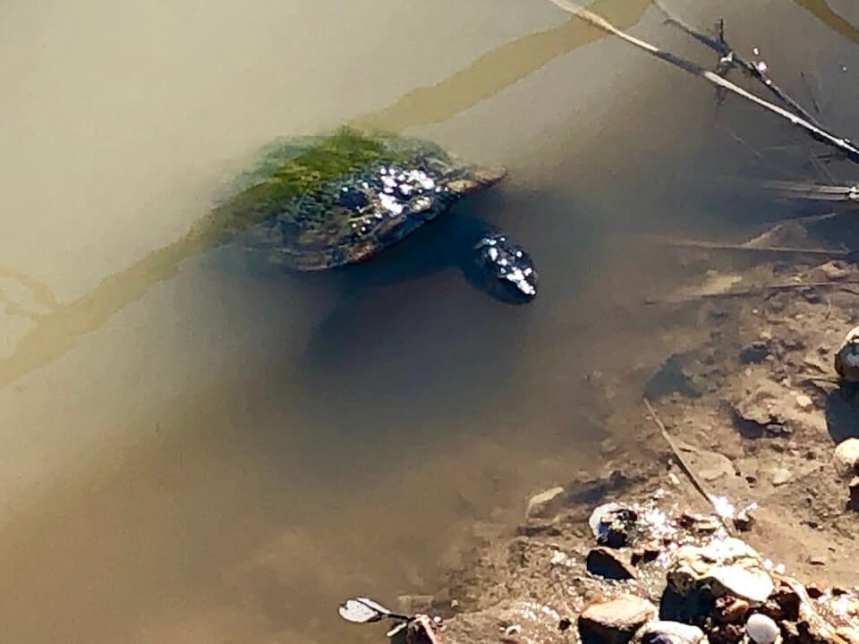 Turtle submerged in murky water