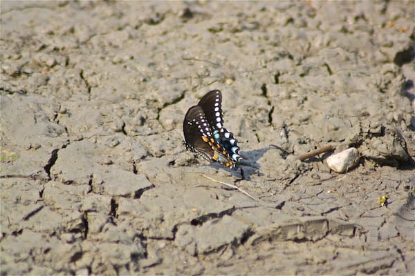 A Butterfly on some Mississippi Delta mud.