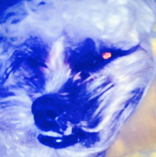 Fluffy dog with glowing eyes