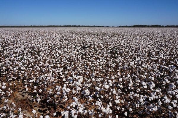 Cotton Field in Coahoma County near Clarksdale. Photo by Andrea Vlonk