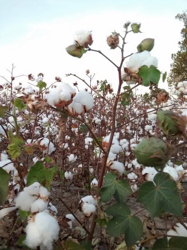 Cotton in a field in Coahoma County, near Clarksdale. Photo by Andrea Vlonk