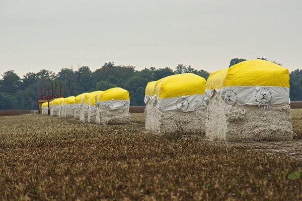 Cotton - near Dublin, Mississippi PHOTO BY DONALD CHRISTIAN