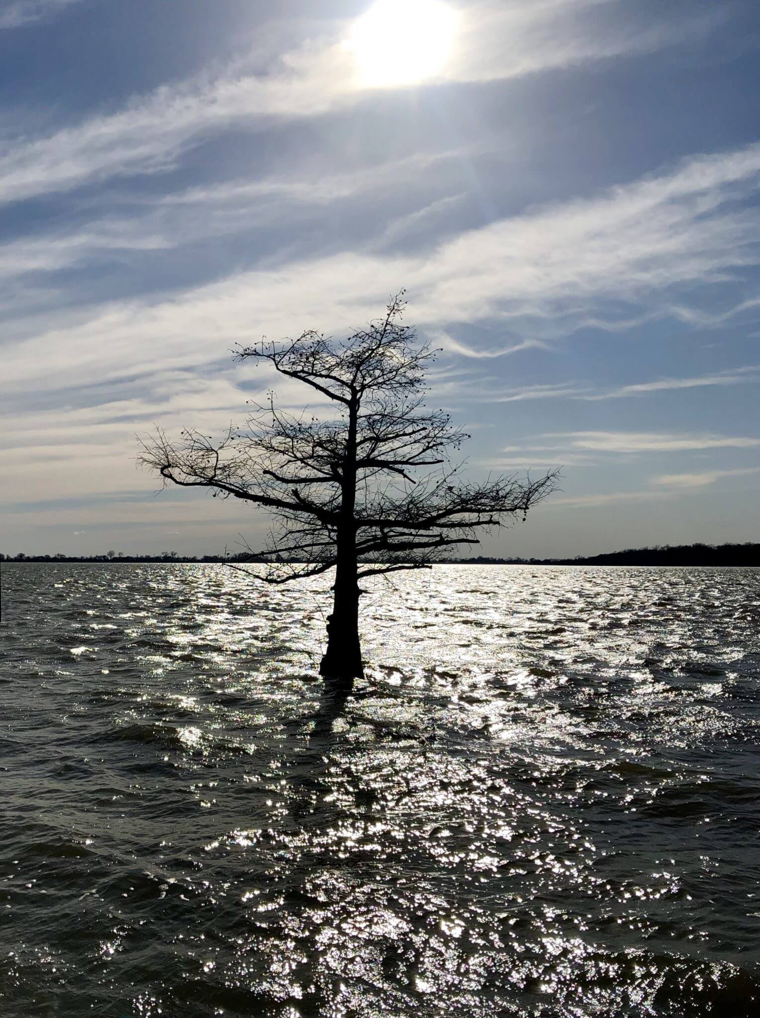 Silhouette of tree against bright sky