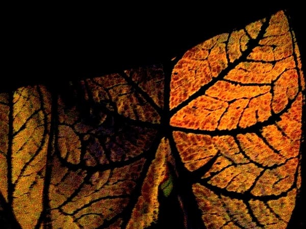 Close-up of illuminated orange leaves