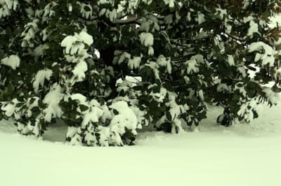 Snow-covered bush in winter