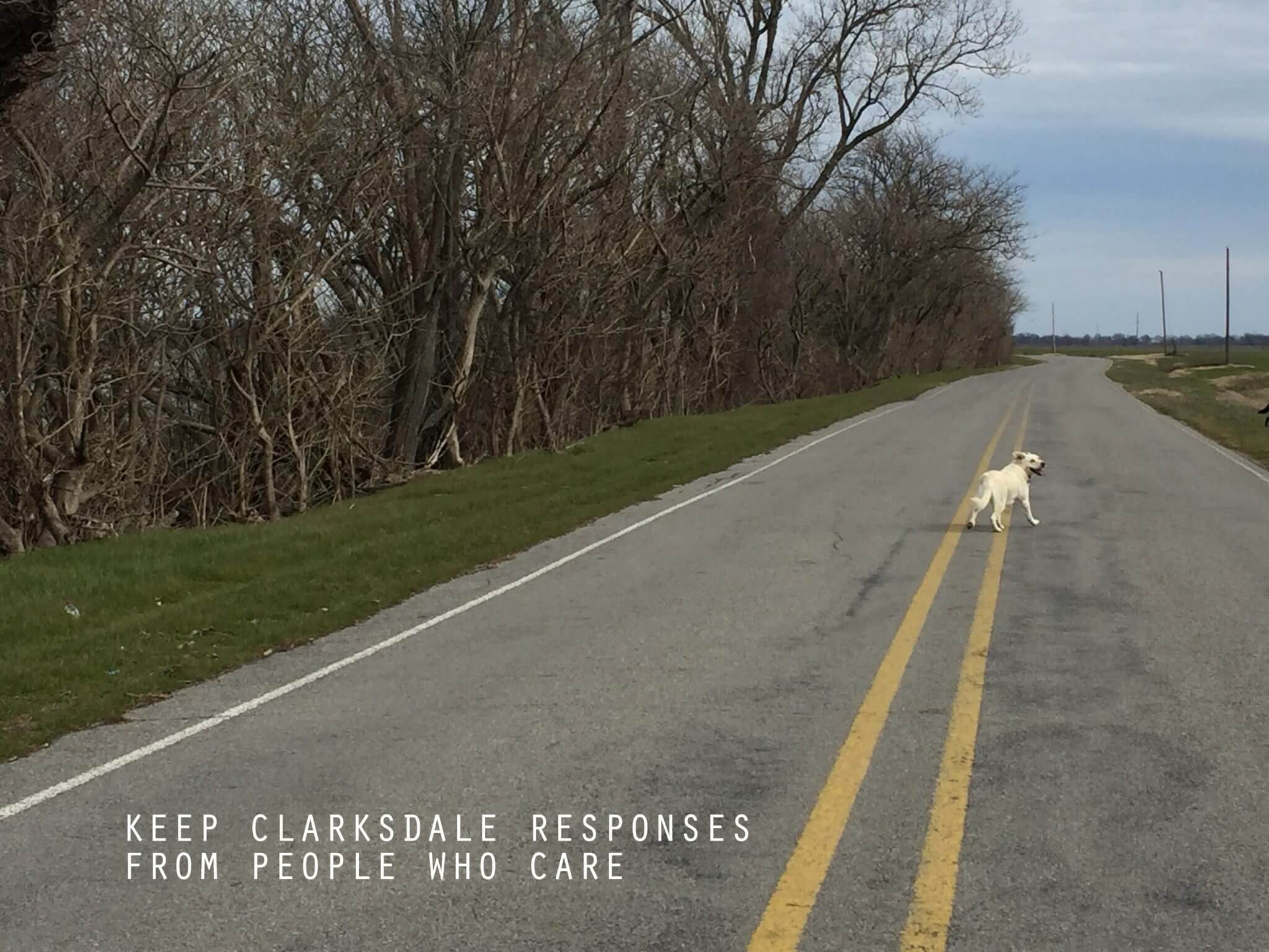 Dog standing on empty rural road