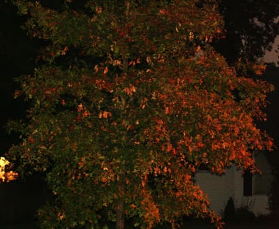 Nighttime view of a colorful tree