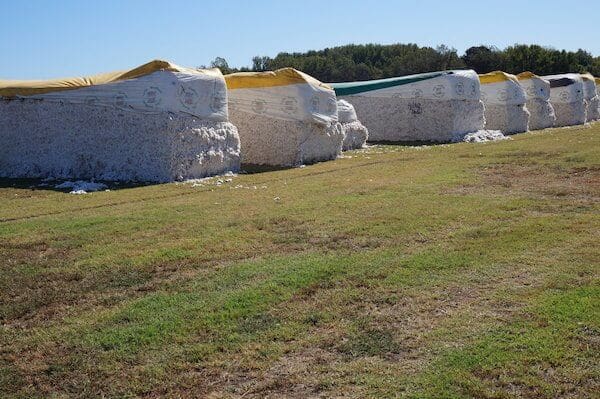 Cotton modules waiting to be processed in Coahoma County near Clarksdale. Photo by Andrea Vlonk