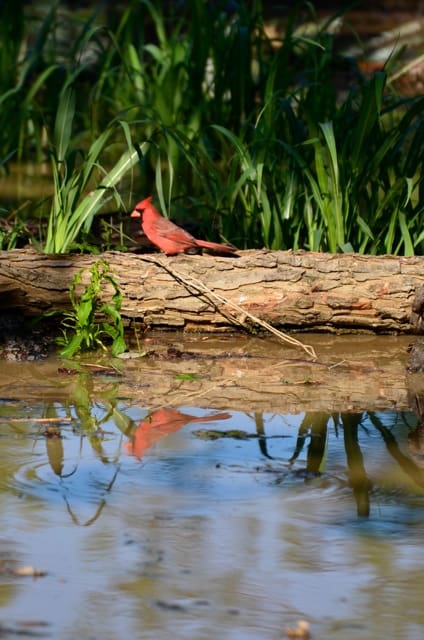 The birds are enjoying the insects fleeing for high ground!  Here a Cardinal hunts on some logs floating away from Quapaw Canoe Company on the Sunflower River in Clarksdale. Photo by Delta Bohemian John Ruskey