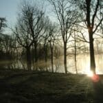 Sun shining through trees in a misty forest.