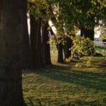 Sunlight filtering through a grove of trees.