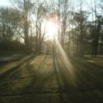 Sun rays through trees in a forest.