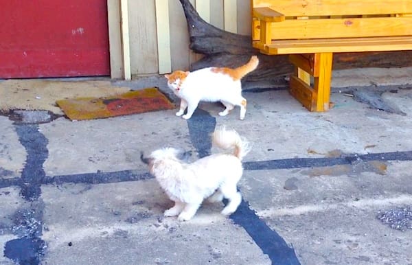 Cat and dog near a wooden bench