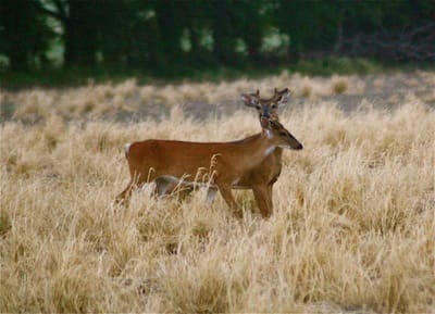 Young deer with antlers in meadow