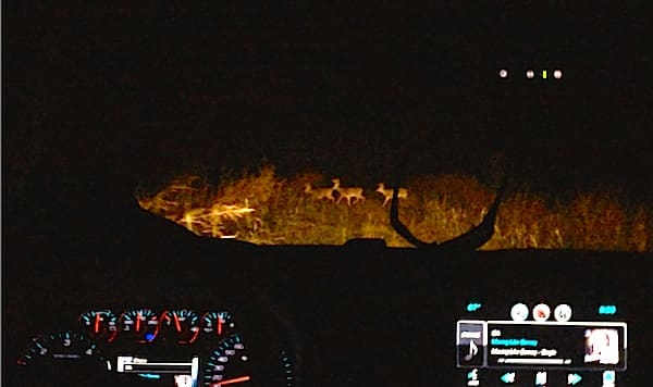 Driving at night with deer ahead
