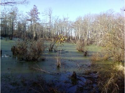 Bare trees in a marsh