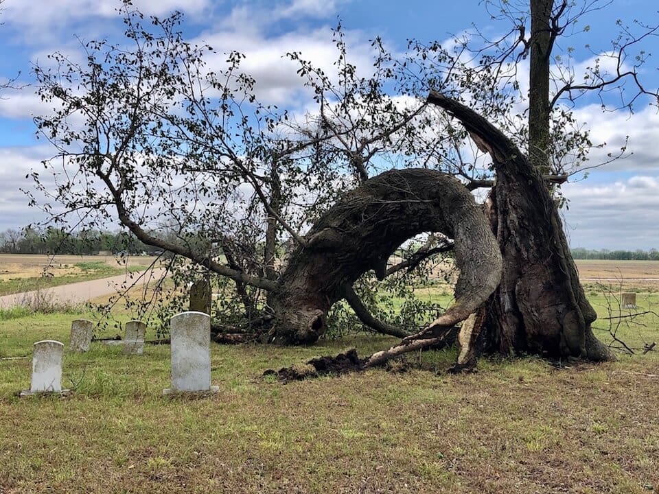 Bent tree and headstones in countryside