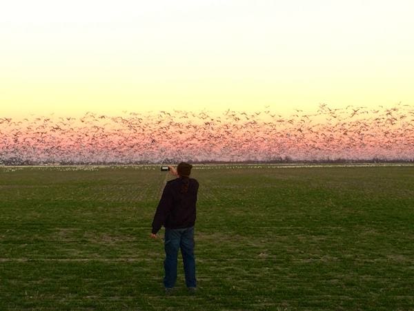 Poor William filming Mississippi Delta Snow Geese near Clarkdale. ©2014 DELTA BOHEMIAN®