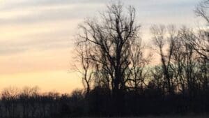 Can you see him? Delta Wildlife. Bald Eagle