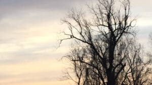 Can you see him? Delta Wildlife. Bald Eagle