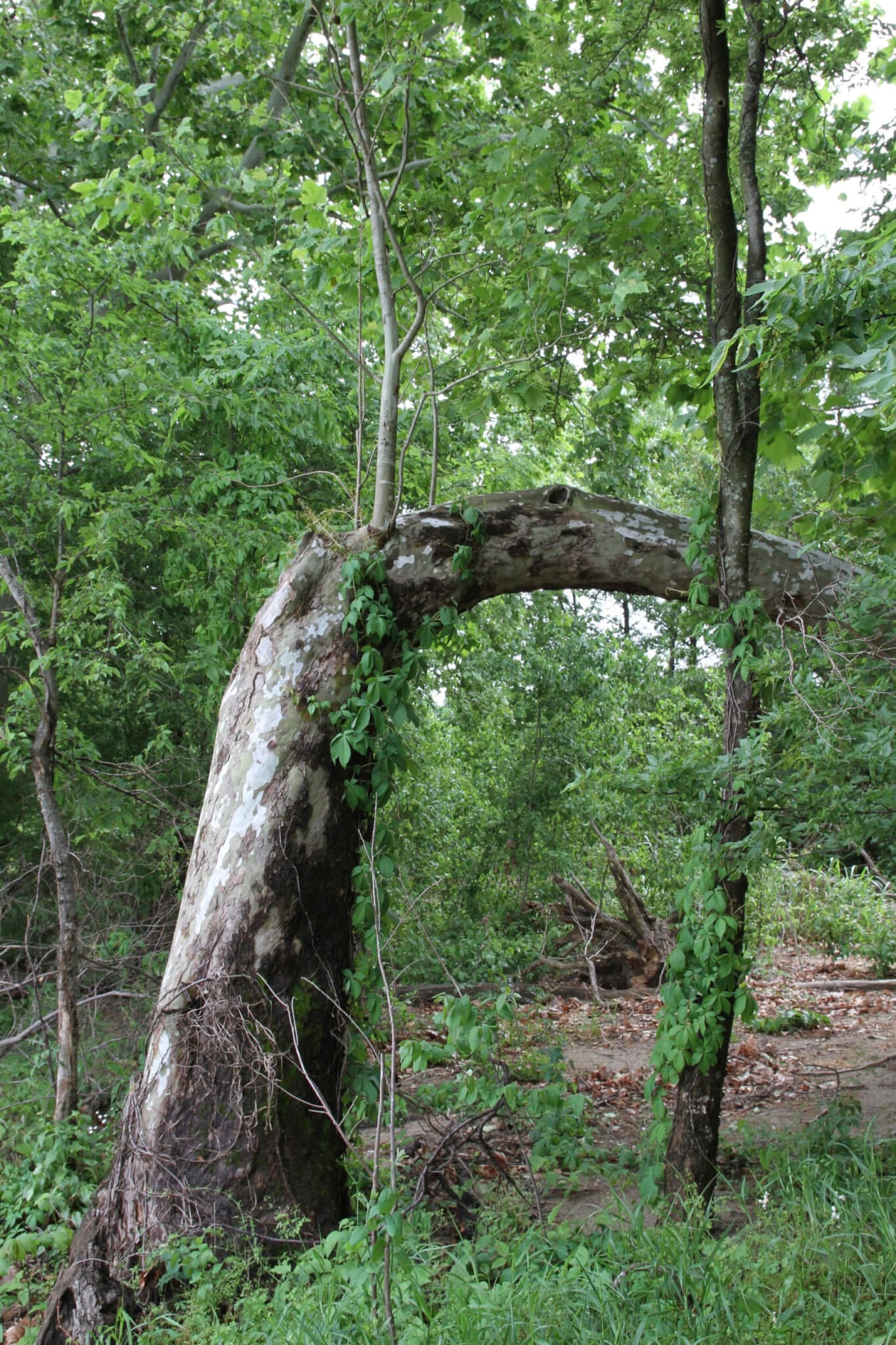 Arching tree trunk in woods