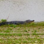 An alligator near Friars Point. Photo by The Delta Bohemian