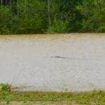 The alligator that swam away. Photo by The Delta Bohemian