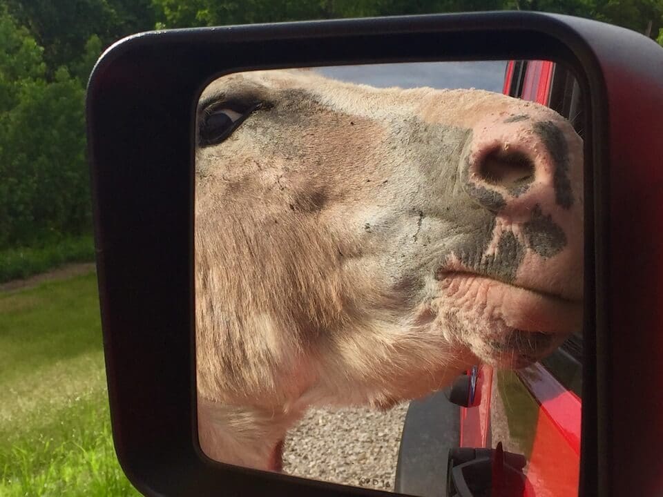 Curious donkey in mirror reflection