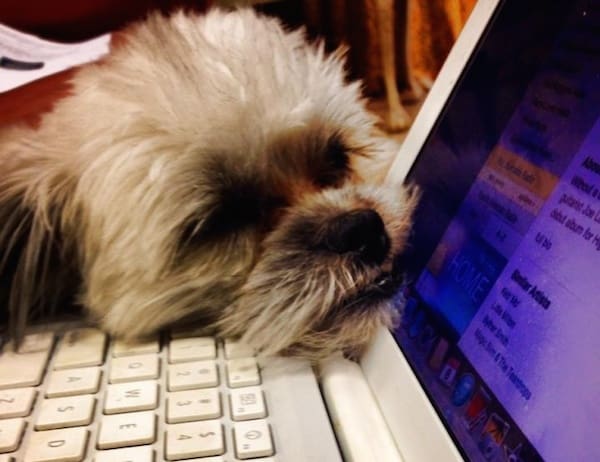 Cute dog napping on a laptop