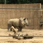 Two white rhinoceroses in a zoo enclosure.