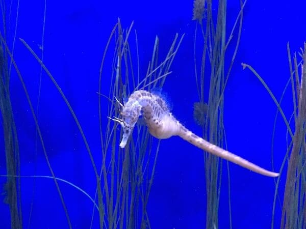 Seahorse swimming among sea grass