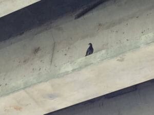 Pigeon on Sunflower River