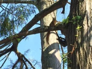 Dandy's squirrel buddy
