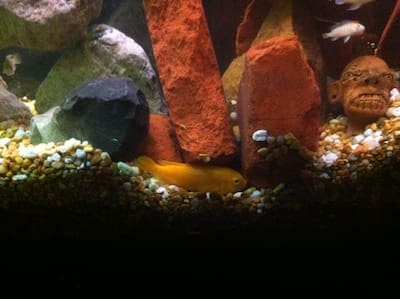 Aquarium with colorful rocks and fish