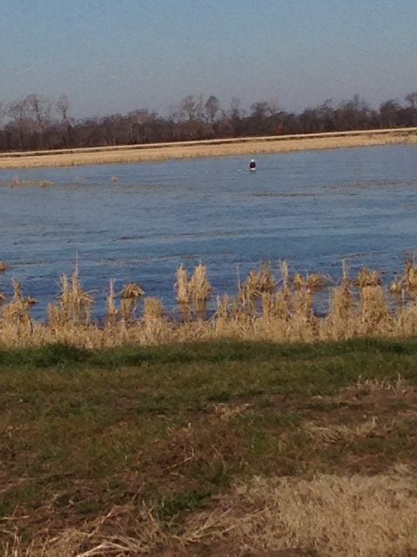 An eagle in a Mississippi Delta field. April 2014