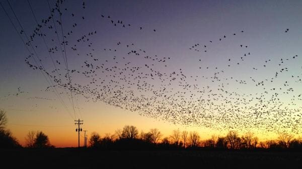 Sunset horizon with birds in flight