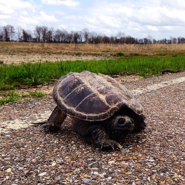 Turtle on gravel path