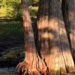 Cypress tree trunks with exposed roots in water.