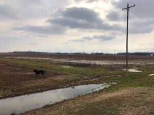 A Delta Dog with a stick. Delta Wildlife