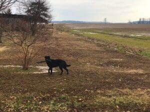 A Delta Dog with a stick. Delta Wildlife