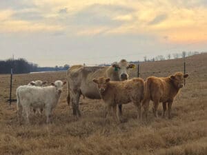 Cows on the levee