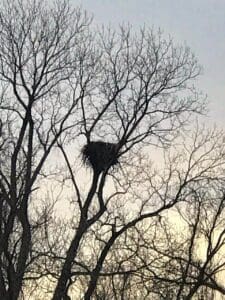 Eagle's Nest. Delta Wildlife