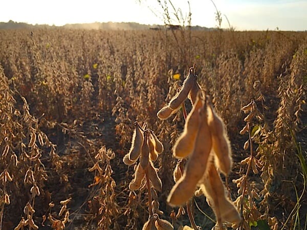 Ripe soybeans in a sunny field