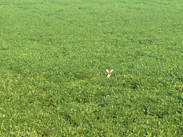 Deer in lush green field
