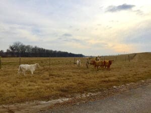Cows on the levee