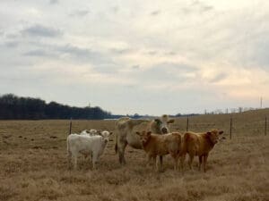 Cows on the levee